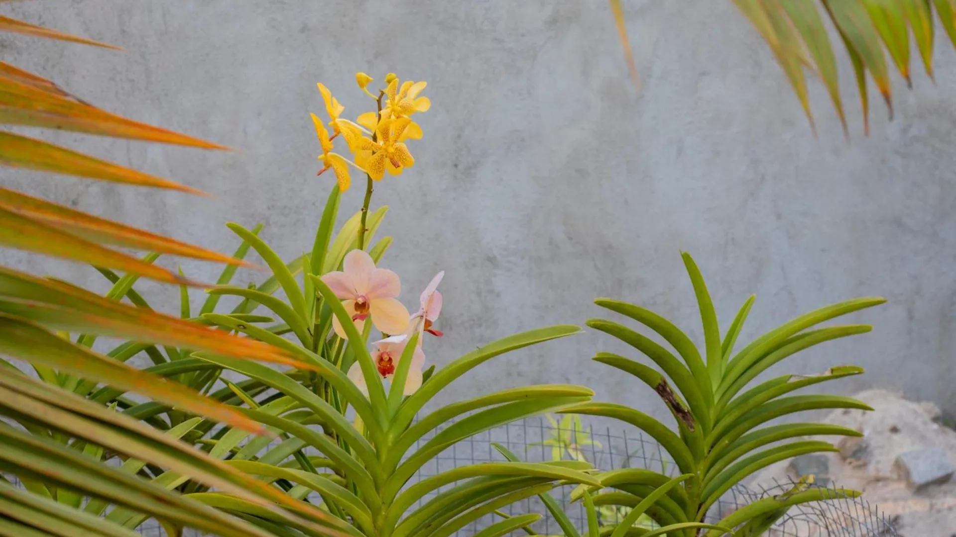 Chello'S Villa Mahe Island Seychely